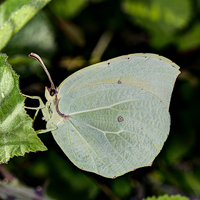 Buy canvas prints of Powdered Brimstone Butterfly by Oliver Porter