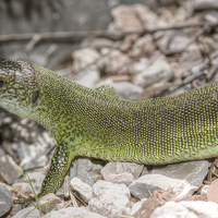 Buy canvas prints of Large Green Lizard by Oliver Porter