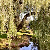 Buy canvas prints of The Sunlit Weeping Willow  by Angharad Morgan