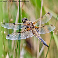 Buy canvas prints of Four Spotted Chaser by Angharad Morgan