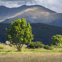 Buy canvas prints of Sunlit Trees with Pyrenees Mountains on the Background by Pere Sanz