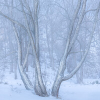 Buy canvas prints of High Key Image of Snow spotted trees in Winter by Pere Sanz