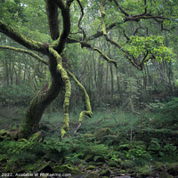 Buy canvas prints of Moss Covered Tree in a Deep Forest in Galicia, Spain by Pere Sanz