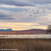 Buy canvas prints of Flock of Cranes Returning to Gallocanta Lagoon, Spain by Pere Sanz