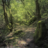Buy canvas prints of Moss Covered Rocks and Trees at a Deep Forest in Galicia, Spain by Pere Sanz