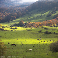 Buy canvas prints of Beautiful Autumn Foggy Landscape in Garrotxa, Catalonia by Pere Sanz