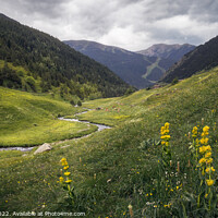Buy canvas prints of Wildflowers at Incles Valley in Andorra by Pere Sanz