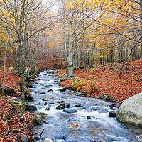 Buy canvas prints of Autumn Beech Forest wirh Creek Across in the Monts by Pere Sanz
