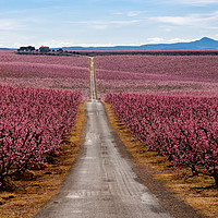Buy canvas prints of Peach Trees in Early Spring Blooming in Aitona, Ca by Pere Sanz