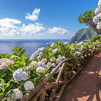 Buy canvas prints of Coastal path with hortensia in Sao Miguel, Azores  by Pere Sanz