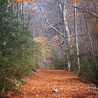 Buy canvas prints of Path Across Woodlands in Autumn by Pere Sanz