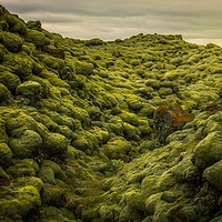 Buy canvas prints of Eldhraun Lava Field in Iceland by Pere Sanz