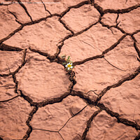 Buy canvas prints of Flower Growing on Dry Cracked Soil by Pere Sanz