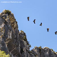 Buy canvas prints of Sequence Showing the Flight of a Vulture Taking off from a Rocky Promontory by Pere Sanz