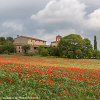 Buy canvas prints of Poppies field around a rural country house in Catalonia by Pere Sanz