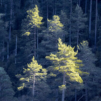 Buy canvas prints of Pines Catching Sunlight Against Background Forest in Shadow by Pere Sanz