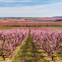 Buy canvas prints of Peach Trees in Early Spring Blooming in Aitona, Catalonia by Pere Sanz