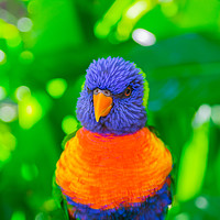 Buy canvas prints of Rainbow lorikeet parrot by Nicolas Boivin