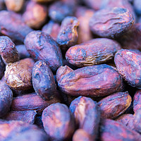 Buy canvas prints of Macro of cacao seeds from Guadeloupe by Nicolas Boivin