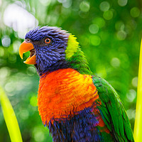 Buy canvas prints of Rainbow lorikeet parrot portrait by Nicolas Boivin