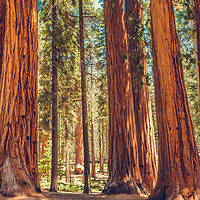 Buy canvas prints of Sequoia National Park by Nicolas Boivin