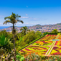 Buy canvas prints of Botanical garden in Funchal by Nicolas Boivin