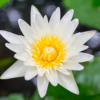 Buy canvas prints of Water lily close up by Nicolas Boivin