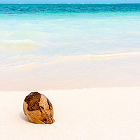 Buy canvas prints of Coconut on caribbean white sand with turquoise sea by Nicolas Boivin