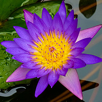 Buy canvas prints of Purple water lily by Nicolas Boivin