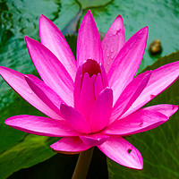 Buy canvas prints of Water lily by Nicolas Boivin