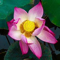 Buy canvas prints of Lotus flower by Nicolas Boivin