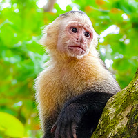 Buy canvas prints of White-faced capuchin monkey by Nicolas Boivin