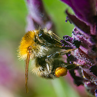 Buy canvas prints of Macro of a Moss carder bee by Nicolas Boivin
