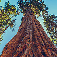 Buy canvas prints of Sequoia National Park by Nicolas Boivin