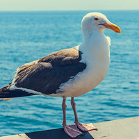 Buy canvas prints of A close-up view of a seagull by Nicolas Boivin