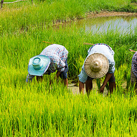 Buy canvas prints of Farmers in rice field near Chiang Mai by Nicolas Boivin