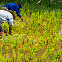 Buy canvas prints of Farmers in rice field near Chiang Mai, Thailand by Nicolas Boivin