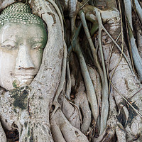 Buy canvas prints of Head of sandstone Buddha in the tree roots by Nicolas Boivin