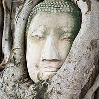 Buy canvas prints of Head of sandstone Buddha in the tree roots by Nicolas Boivin