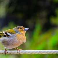 Buy canvas prints of Little bird close up in Madeira island by Nicolas Boivin