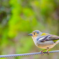 Buy canvas prints of Little bird close up in Madeira island by Nicolas Boivin