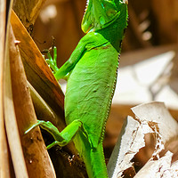 Buy canvas prints of Green iguana in Tortuguero National Park by Nicolas Boivin
