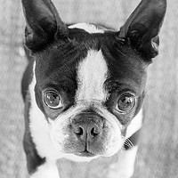 Buy canvas prints of Boston Terrier. Black and white portrait by Nicolas Boivin