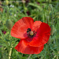 Buy canvas prints of Collecting pollen by Kevin Winter