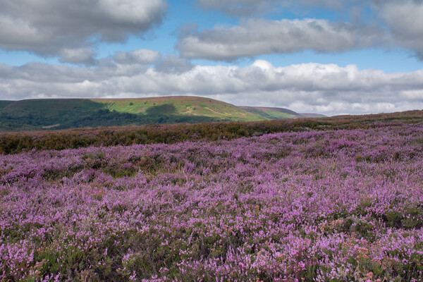 Hawnby Heather Picture Board by Kevin Winter