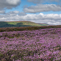 Buy canvas prints of Hawnby Heather by Kevin Winter