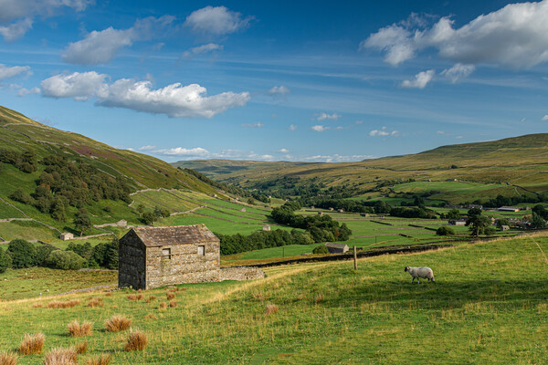 Swaledale barn Picture Board by Kevin Winter