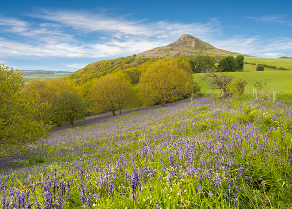 Carpet of Bluebells by Roseberry Topping Picture Board by Kevin Winter