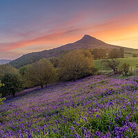 Buy canvas prints of Bluebell field at sunrise by Kevin Winter