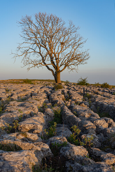 Malham Lone tree at sunset Picture Board by Kevin Winter